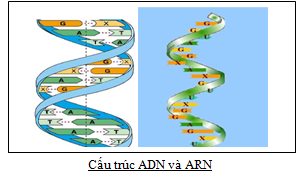 CAU TRUC ADN VA ARN