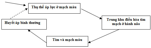 dap-an-sinh11