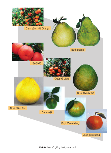 Câu 1 trang 37 SGK Công Nghệ 9 - Trồng cây ăn quả