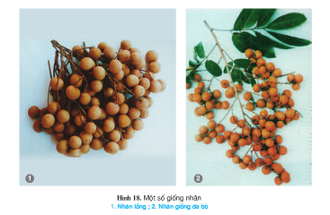 Câu 2 trang 43 SGK Công Nghệ 9 - Trồng cây ăn quả 