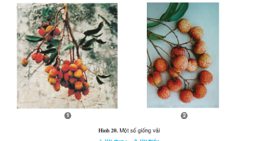 Câu 1 trang 48 SGK Công Nghệ 9 - Trồng cây ăn quả 