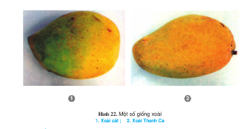 Câu 10 trang 70 SGK Công Nghệ 9 - Trồng cây ăn quả 