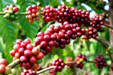Dựa vào bảng số liệu sản lượng cà phê (nhân) và khối lượng cà phê xuất qua một số năm trang 97 SGK, hãy phân tích sự phát triển sản lượng cà phê nhân và khối lượng xuất khẩu cà phê từ năm 1980 đến năm 2005.