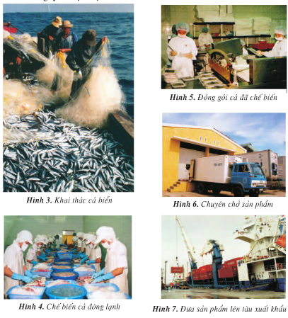 Quan sát các hình trên, nêu thứ tự các công việc từ đánh bắt đến tiêu thụ hải sản.