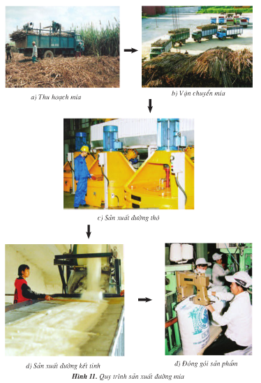 Dựa vào hình 11, em hãy cho biết một số công việc để sản xuất đường từ cây mía.