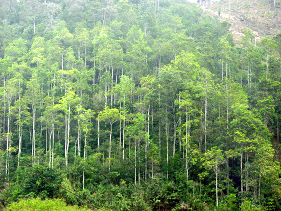 Dựa vào bảng số liệu, hãy nhận xét về diện tích rừng được trồng mới ở Phú Thọ?