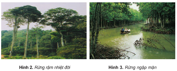 Quan sát tranh ảnh và dựa vào vốn hiểu biết, em hãy so sánh sự khác nhau giữa rừng rậm nhiệt đới với rừng ngập mặn (về môi trường sống và đặc điểm cây trong rừng).
