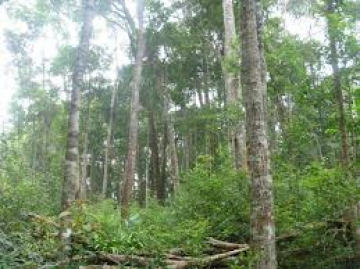 Tại sao vấn đề bảo vệ và phát triển rừng có tầm quan trọng đặc biệt ở các tỉnh cực Nam Trung Bộ? (sgk trang 92).