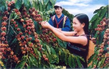 Giải thích tại sao sản xuất nông nghiệp ở các tỉnh Đăk Lăk và Lâm Đồng có giá trị cao nhất