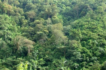 Dựa vào bảng 9.1, hãy cho biết cơ cấu các loại rừng ở nước ta. Nêu ý nghĩa của tài nguyên rừng. (sgk trang 34)