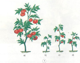 Các cây cà chua ở hình b, c, d thiếu chất khoáng gì? Kết quả ra sao?