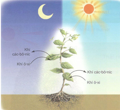 Chỉ vào sơ đồ 2 và nói về sự trao đổi khí của cây xanh trong quá trình hô hấp. Quá trình hô hấp diễn ra khi nào ? Điều gì sẽ xảy ra với cây nếu quá trình hô hấp của cây bị ngừng?