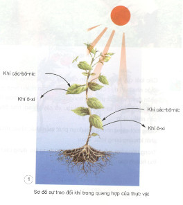Chỉ vào sơ đồ 1 và nói về sự trao đổi khí của thực vật trong quá trình quang hợp. Quá trình quang hợp chỉ diễn ra khi nào?