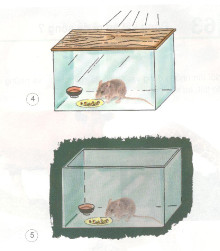 Dự đoán xem con chuột trong hộp nào sẽ chết trước ? Tại sao ? Những con chuột còn lại sẽ như thế nào ?