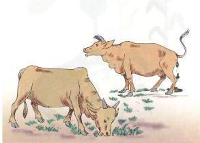 Dựa vào hình 1 để xây dựng sơ đồ (bằng chữ và mũi tên) chỉ ra mối quan hệ qua lại giữa cỏ và bò trong một bãi chăn thả bò