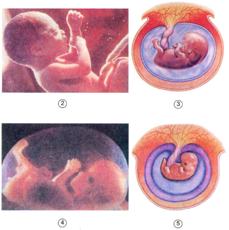Trong các hình dưới đây, theo bạn, hình nào cho biết thai được 5 tuần, 8 tuần, 3 tháng, khoảng 9 tháng ?