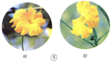 Trong hai hoa mướp dưới đây, hoa nào là hoa đực, hoa nào là hoa cái ?