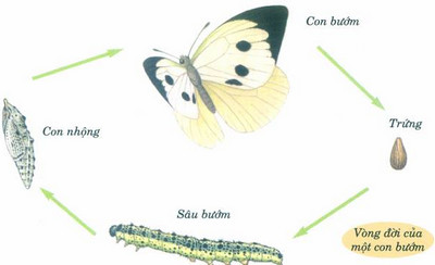 Ở giai đoạn nào trong quá trình phát triển, bướm cải gây thiệt hại nhất ?