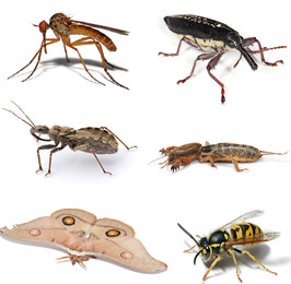 Kể tên một số côn trùng. Bạn biết gì về sự sinh sản của chúng ?