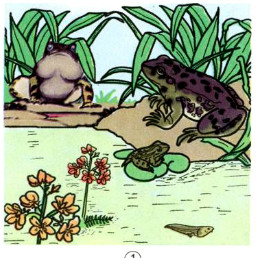 Hãy chỉ vào từng hình dưới đây và nêu sự phát triển của nòng nọc đến khi thành ếch