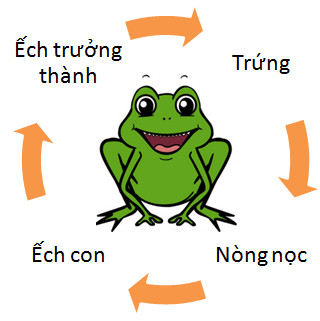 Hãy vẽ (hoặc viết) sơ đồ chu trình sinh sản của ếch