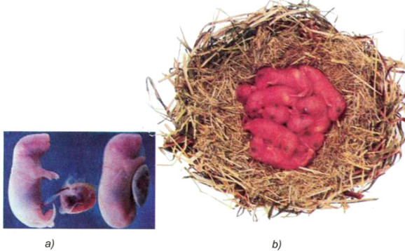 Hình nào chụp thú con đã được sinh ra và hình nào chụp thú con còn là bào thai trong bụng mẹ?