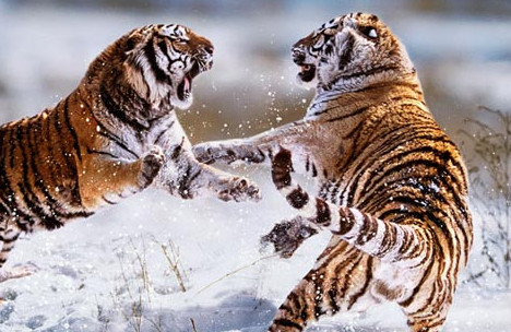 Khi nào hổ mẹ dạy hổ con săn mồi ? Khi nào hổ con có thể sống độc lập ?