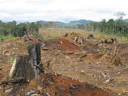 Sưu tầm một số tranh ảnh, thông tin về nạn phá rừng và hậu quả của nó