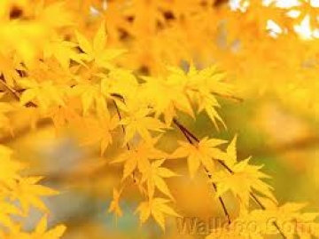 Phân tích hình ảnh mùa thu trong 3 bài thơ Thu của Nguyễn Khuyến