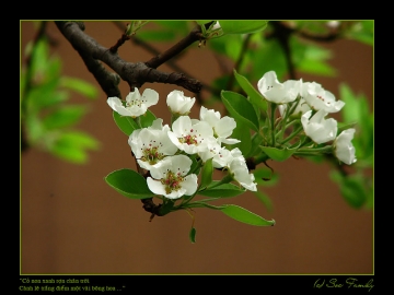 Phân tích vẻ đẹp thiên nhiên mùa xuân trong đoạn thơ Cảnh ngày xuân- trích Truyện Kiểu - Nguyễn Du.