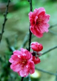 Suy nghĩ của em về bài thơ “Mùa xuân nho nhỏ” của Thanh Hải