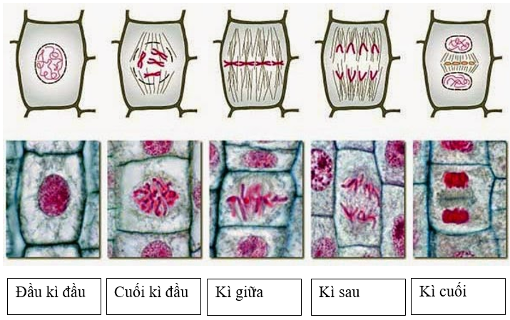 Giải bài thuc hanh quan sat cac ky cua nguyen phan sgk Sinh 10 | Để học tốt Sinh 10