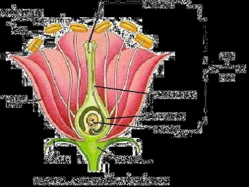 Lý thuyết cấu tạo và chức năng của hoa