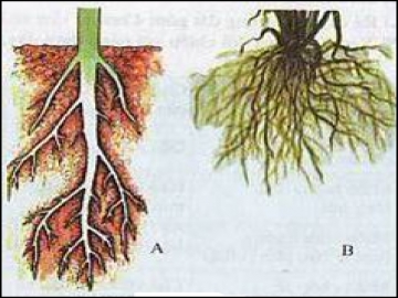 Lý thuyết các loại rễ, các miền của rễ