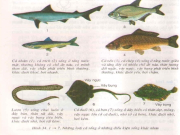 Lý thuyết đa dạng và đặc điểm chung của các lớp cá