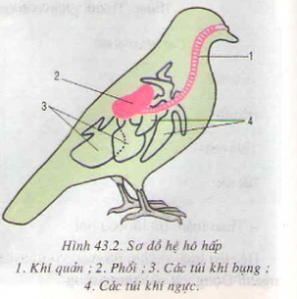 Lý thuyết cấu tạo trong của chim bồ câu