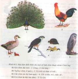 Lý thuyết đa dạng và đặc điểm chung của lớp chim