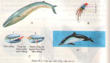 Lý thuyết đa dạng của lớp thú bộ dơi và bộ cá voi