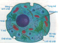 Cấu tạo tế bào động vật  Sinh học 8  Bùi Thanh Long  Website của Trường  THCS Ba Lòng