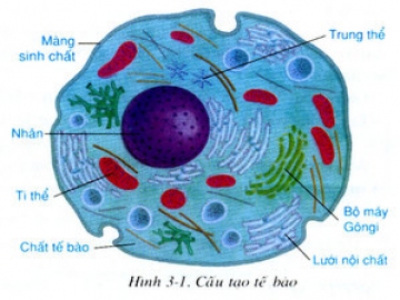 Thành phần hóa học của tế bào