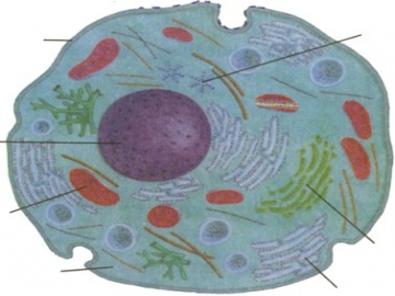 Chức năng của các bộ phận trong tế bào