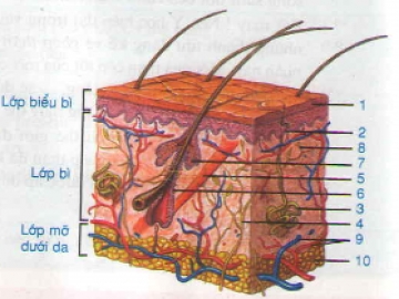 Lý thuyết bài cấu tạo và chức năng của da