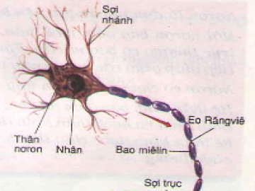 Lý thuyết bài giới thiệu chung hệ thần kinh
