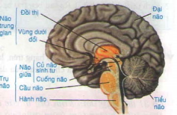 Lý thuyết bài trụ não, tiểu não, não trung gian