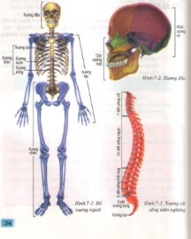 Các phần chính của bộ xương