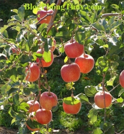 Em hãy tả một cây ăn quả đang trong mùa quả chín (mít, vải, na hoặc sầu riêng, vú sữa)
