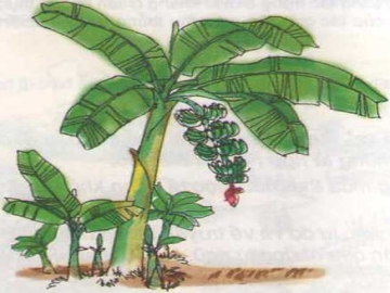 Tập làm văn: Ôn tập về tả cây cối trang 96 SGK Tiếng Việt 5 tập 2